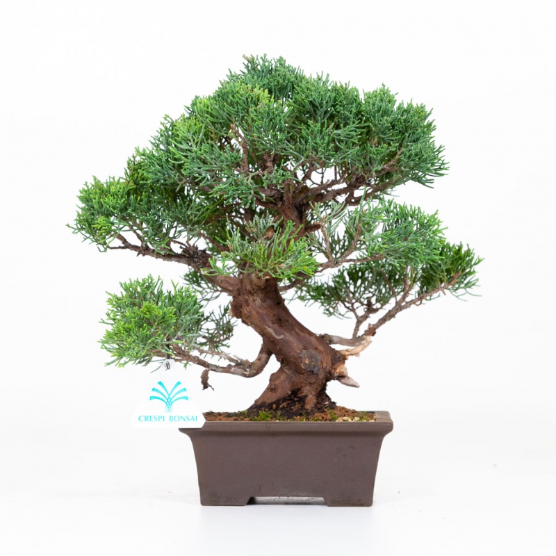 Juniperus chinensis - Jeneverbes - 30 cm