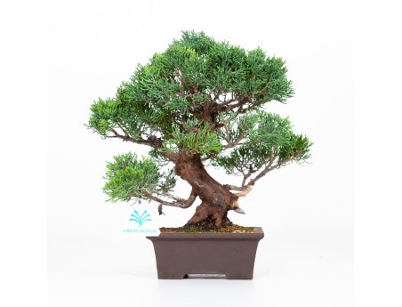 Juniperus chinensis - Genévrier de Chine - 30 cm