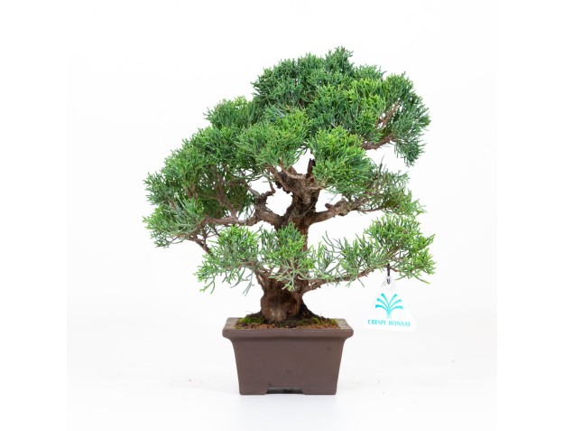Juniperus chinensis - Genévrier de Chine - 30 cm 2