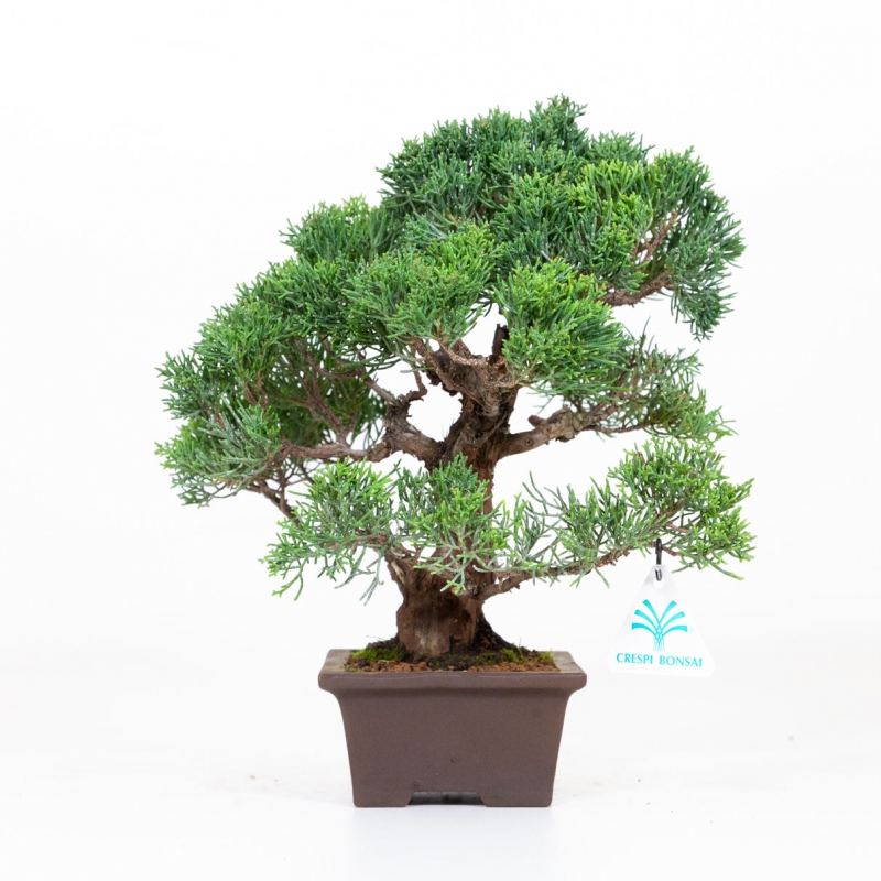 Juniperus chinensis - Jeneverbes - 30 cm