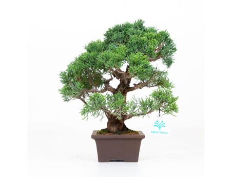 Juniperus chinensis - Genévrier de Chine - 30 cm