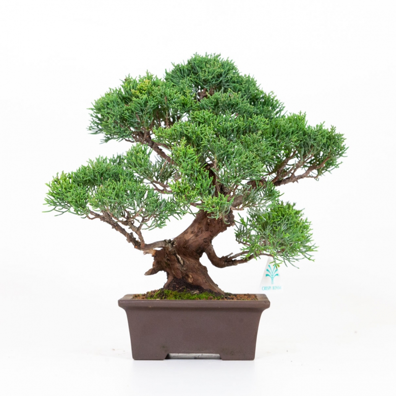 Juniperus chinensis - Jeneverbes - 30 cm
