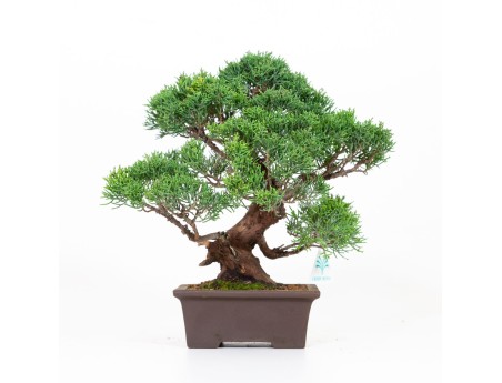 Juniperus chinensis - Jeneverbes - 30 cm