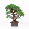 Juniperus chinensis - Jeneverbes - 30 cm