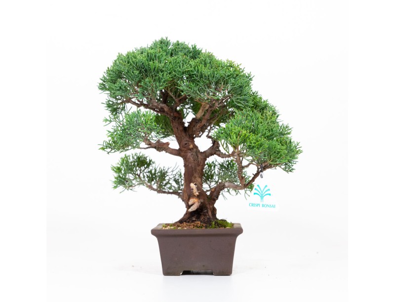 Juniperus chinensis - Wacholder - 30 cm