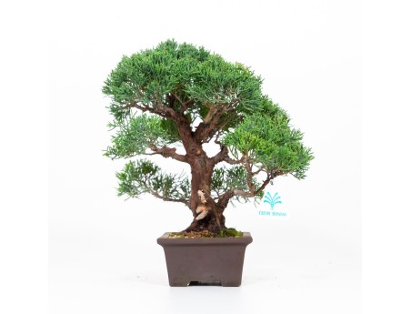 Juniperus chinensis - Enebro - 30 cm