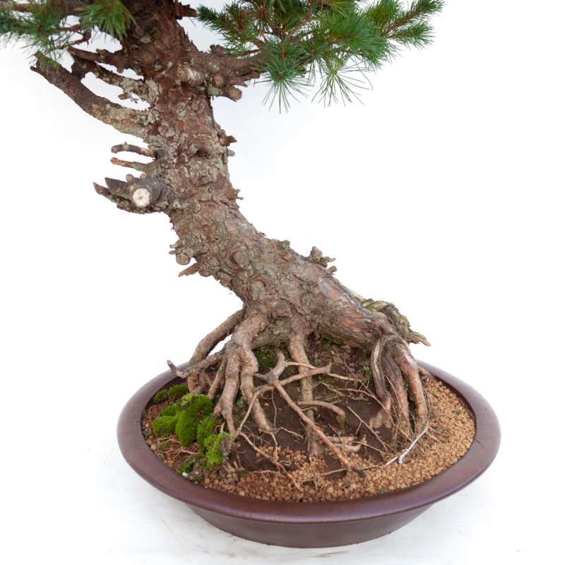 Pinus pentaphylla - Pino - 94 cm