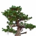 Pinus pentaphylla - Pino - 94 cm