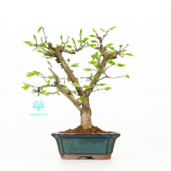 Euonymus - Fusain - 24 cm
