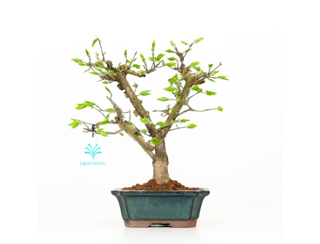Euonymus – Spindelstrauch – 24 cm