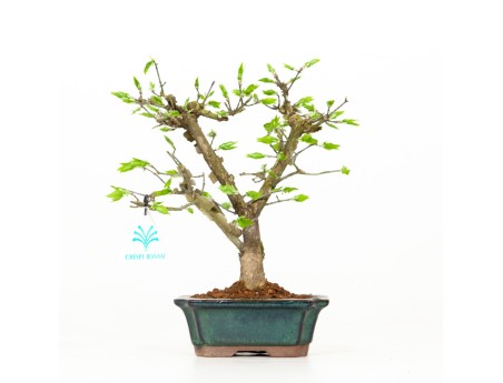 Euonymus - Fusain - 24 cm