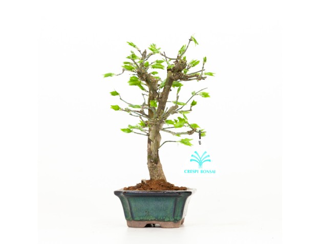 Euonymus – Spindelstrauch – 24 cm 2