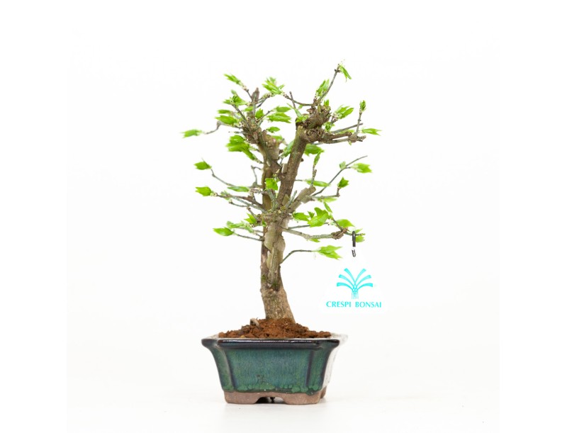 Euonymus - Spindelstruik - 24 cm