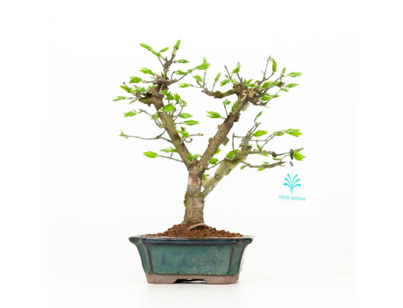 Euonymus - Fusain - 24 cm