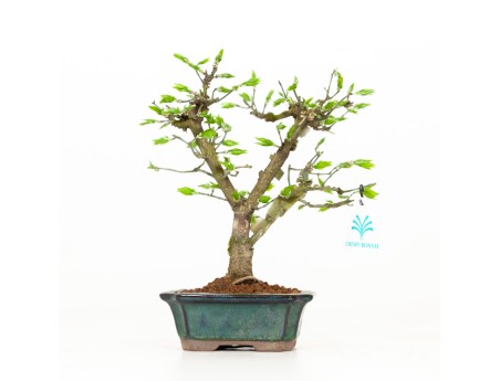 Euonymus - Fusain - 24 cm