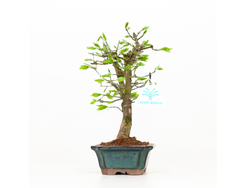 Euonymus – Spindelstrauch – 24 cm