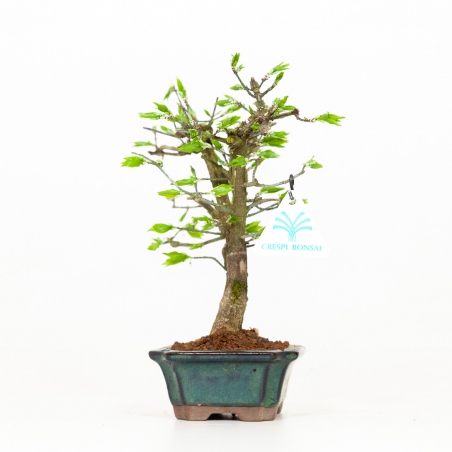 Euonymus - Fusain - 24 cm