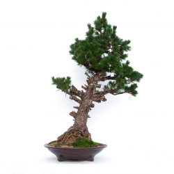 Pinus pentaphylla - Pine - 106 cm