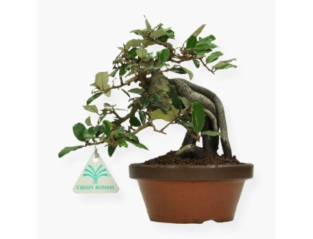 Elaeagnus pungens - Olivagno pungente - 19 cm