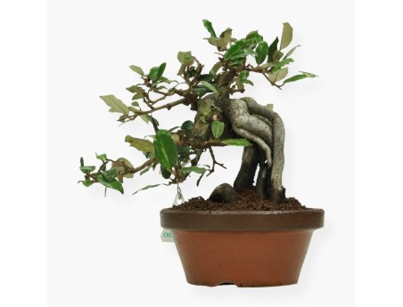 Elaeagnus pungens - Olivagno pungente - 19 cm