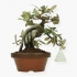 Elaeagnus pungens - Olivagno pungente - 19 cm