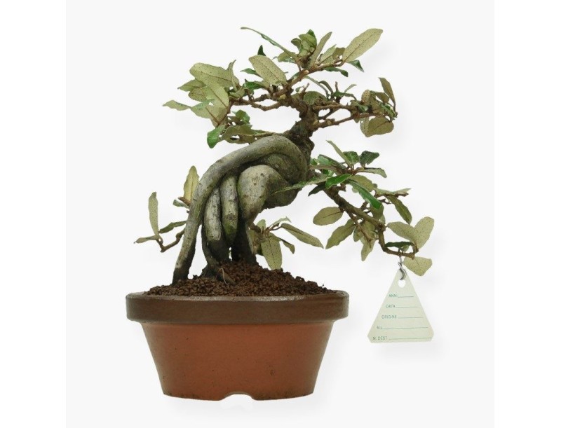 Elaeagnus pungens - Olivagno pungente - 19 cm