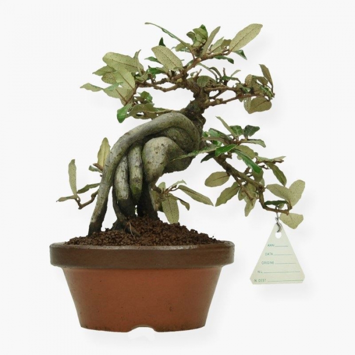 Elaeagnus pungens - Olivagno pungente - 19 cm