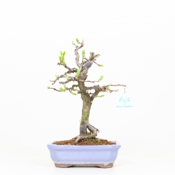 Diospyros kaki - Oriental persimmon - 29 cm