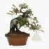 Elaeagnus pungens - Olivagno pungente - 19 cm