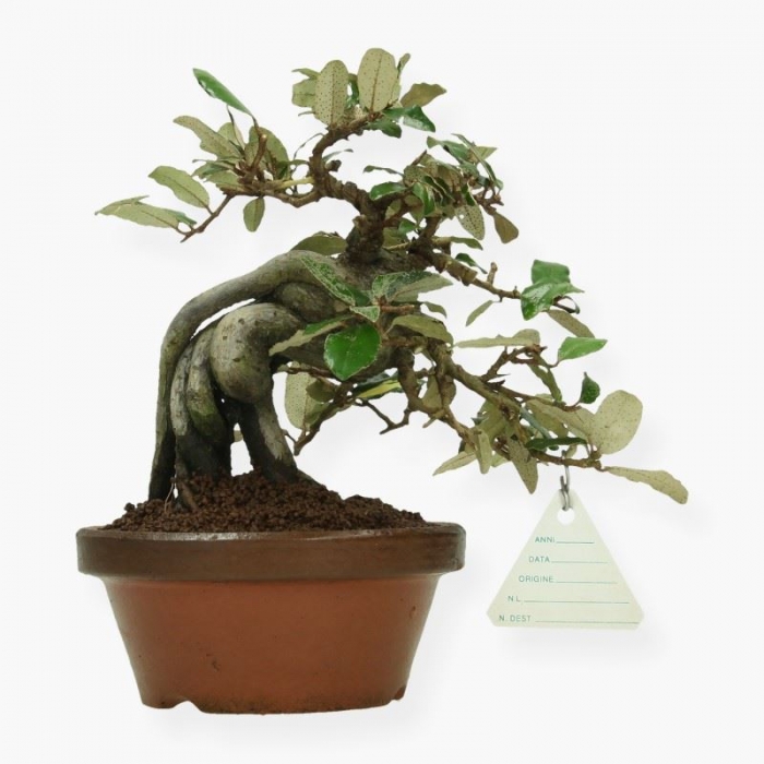 Elaeagnus pungens - Olivagno pungente - 19 cm