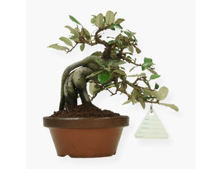 Elaeagnus pungens - Olivagno pungente - 19 cm