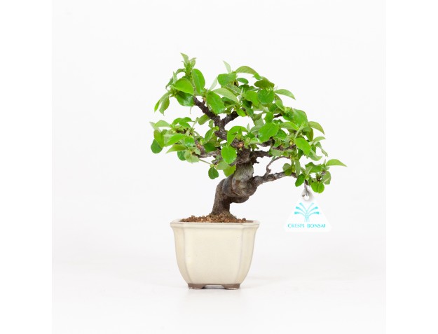 Cydonia chinensis - Kweepeer - 19 cm