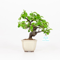 Cydonia chinensis - Membrillo - 19 cm
