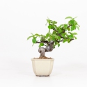 Cydonia chinensis - Membrillo - 19 cm