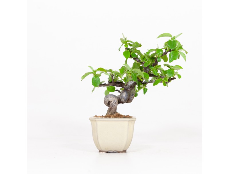 Cydonia chinensis - Cognassier - 19 cm