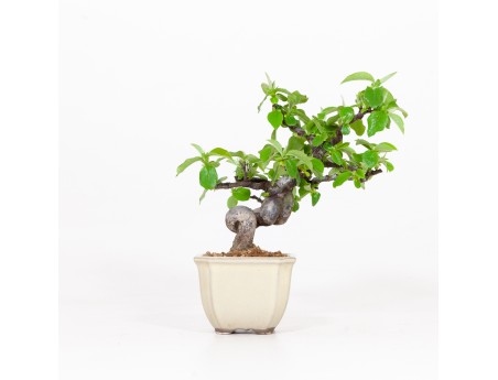 Cydonia chinensis - Cognassier - 19 cm