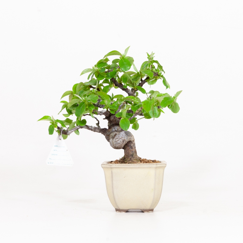 Cydonia chinensis - Membrillo - 19 cm