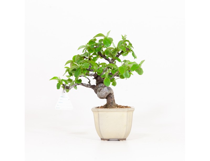 Cydonia chinensis - Quitte - 19 cm