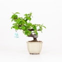 Cydonia chinensis - Membrillo - 19 cm