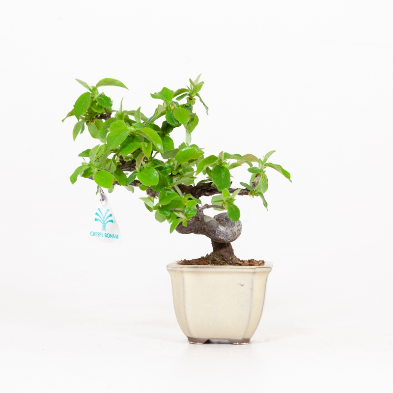 Cydonia chinensis - Membrillo - 19 cm