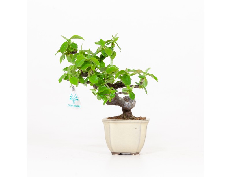 Cydonia chinensis - Quince - 19 cm