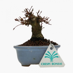 Acer palmatum -  acero - 11 cm