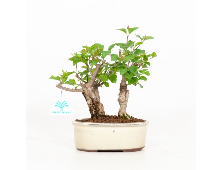 Syringa vulgaris - Lillà - 23 cm