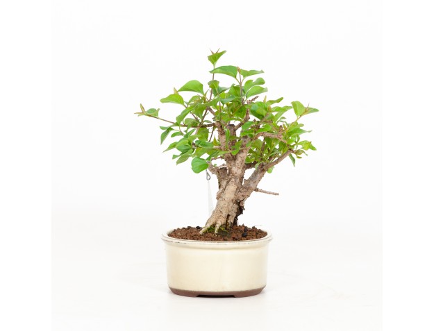 Syringa vulgaris - Lilas - 23 cm 2