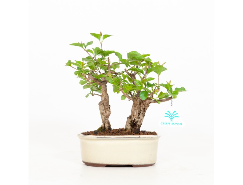 Syringa vulgaris - Lilac - 23 cm