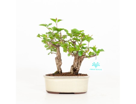 Syringa vulgaris - Lillà - 23 cm