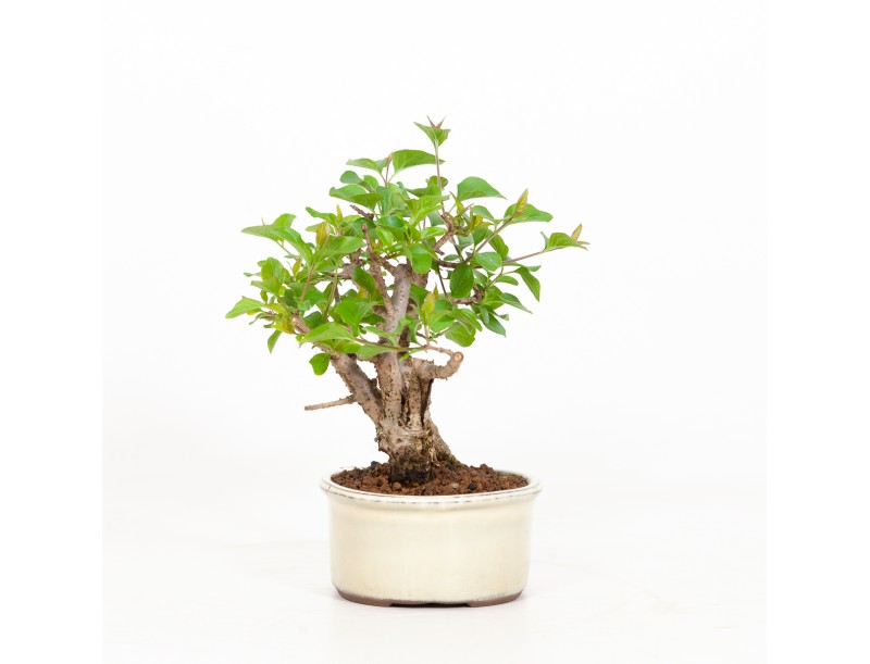 Syringa vulgaris - Lilac - 23 cm