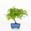Acer palmatum viridis - maple - 22 cm