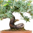 Juniperus rigida - Ginepro ad aghi - 18 cm