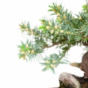 Juniperus rigida - Ginepro ad aghi - 18 cm